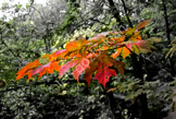 fall leaves_LGP2919-Edit