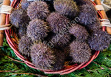 sea urchin_DSF2867